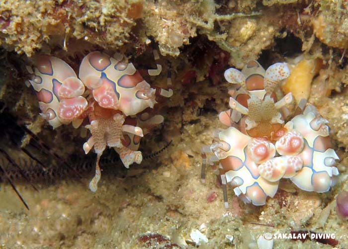 diving macro in Madagascar